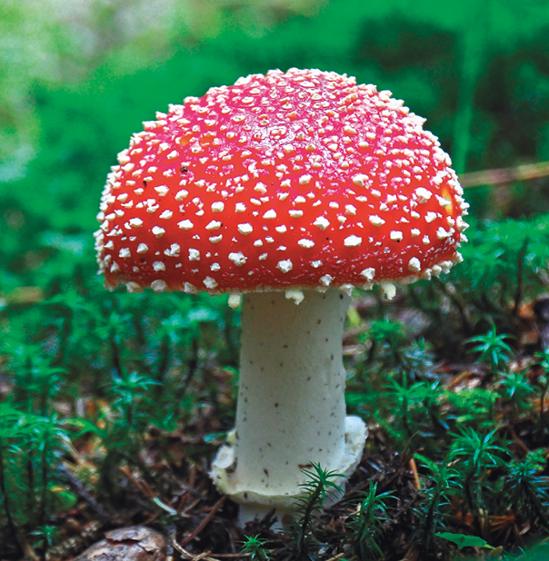 Fotografia. Um cogumelo na terra, com a parte superior larga vermelha com bolinhas brancas e haste branca.