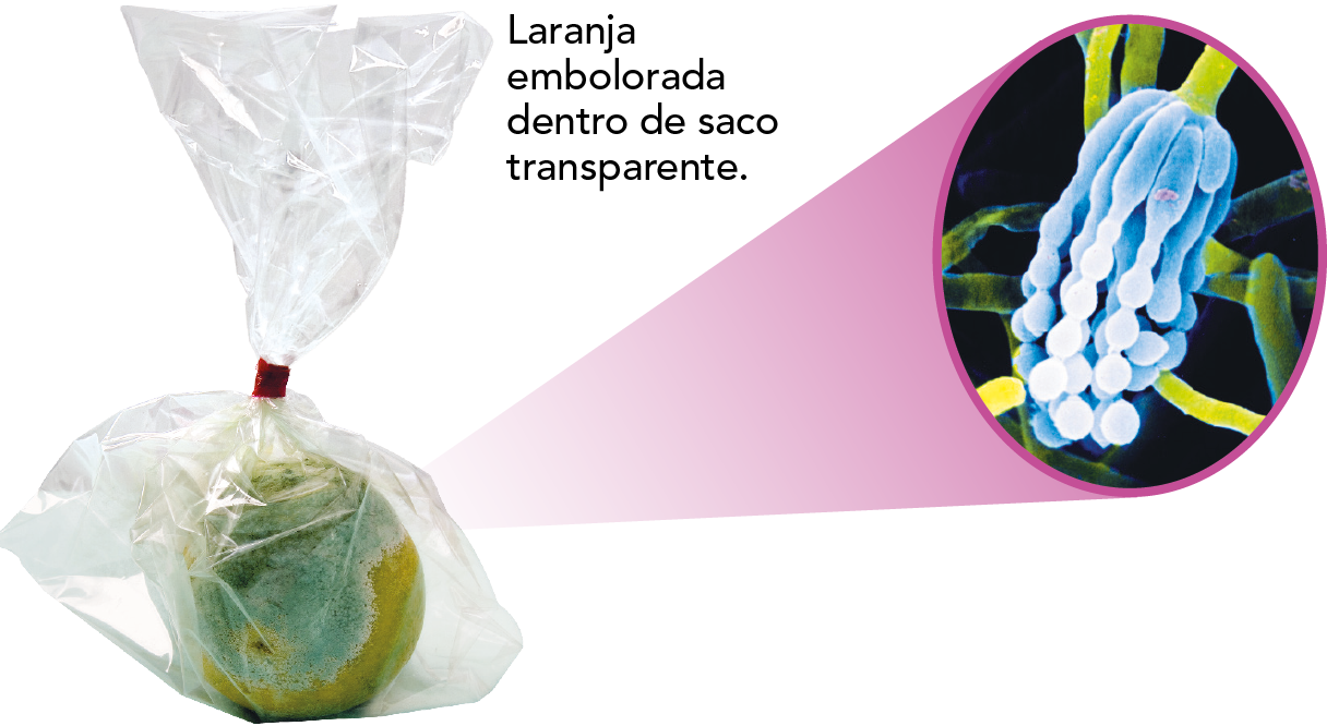 Fotografia. Fruta amarelada com manchas verdes dentro de um saco plástico fechado. Ao lado, destaque para a parte esverdeada vista por microscópio: cabos coloridos em verde. De um dos cabos sai uma estrutura alongada composta de várias partes coloridas em azul.
