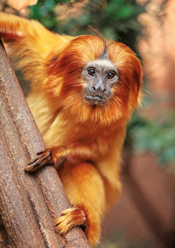 Fotografia. Um macaco pequeno com pelugem dourada se segurando em um galho.