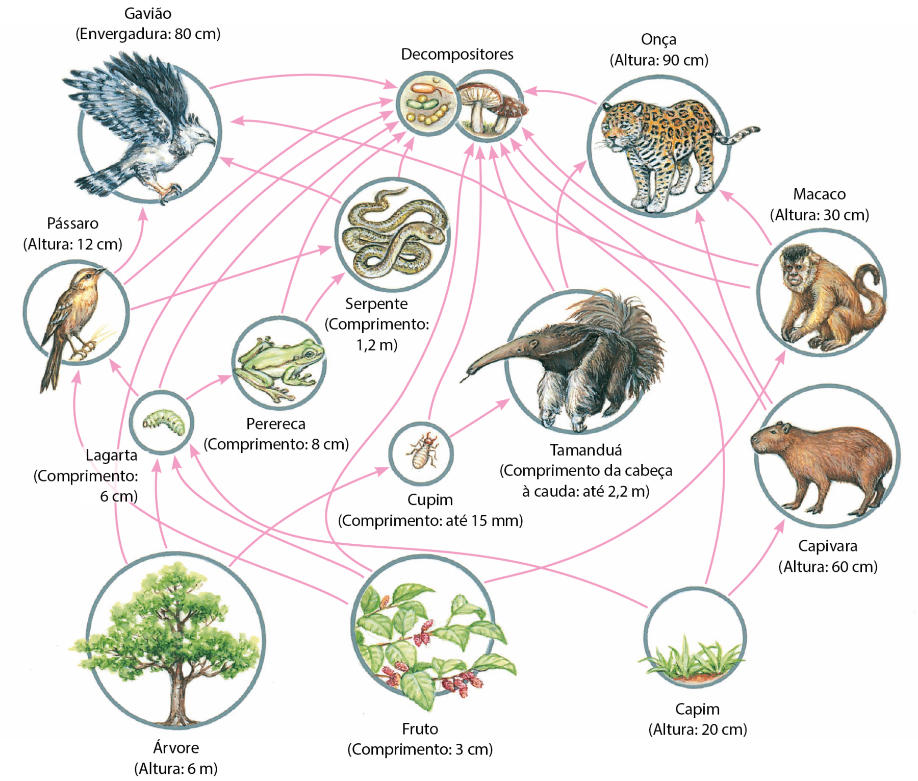 Fluxograma. Ilustrações de animais com informações sobre seu tamanho e setas chegando e partindo deles. Árvore (altura: 6 metros); setas para: decompositores, lagarta e cupim. Fruto (comprimento 3 centímetros); setas para: pássaro, lagarta, decompositores e macaco. Capim (altura: 20 centímetros); setas para: lagarta, decompositores e capivara. Lagarta (comprimento: 6 centímetros); setas para: pássaro, decompositores e perereca. Cupim (comprimento: até 15 milímetros); setas para: decompositores e tamanduá. Capivara (altura: 60 centímetros); setas para: decompositores e onça. Pássaro (altura: 12 centímetros); setas para: gavião, decompositores e serpente. Perereca (comprimento: 8 centímetros); setas para: decompositores e serpente. Tamanduá (comprimento da cabeça à cauda: até 2,2 metros); setas para: decompositores e onça. Macaco (altura: 30 centímetros); setas para: decompositores e onça. Gavião (envergadura: 80 centímetros); seta para: decompositores. Serpente (comprimento: 1,2 metros); setas para: gavião e decompositores. Onça (altura: 90 centímetros); setas para: decompositores.