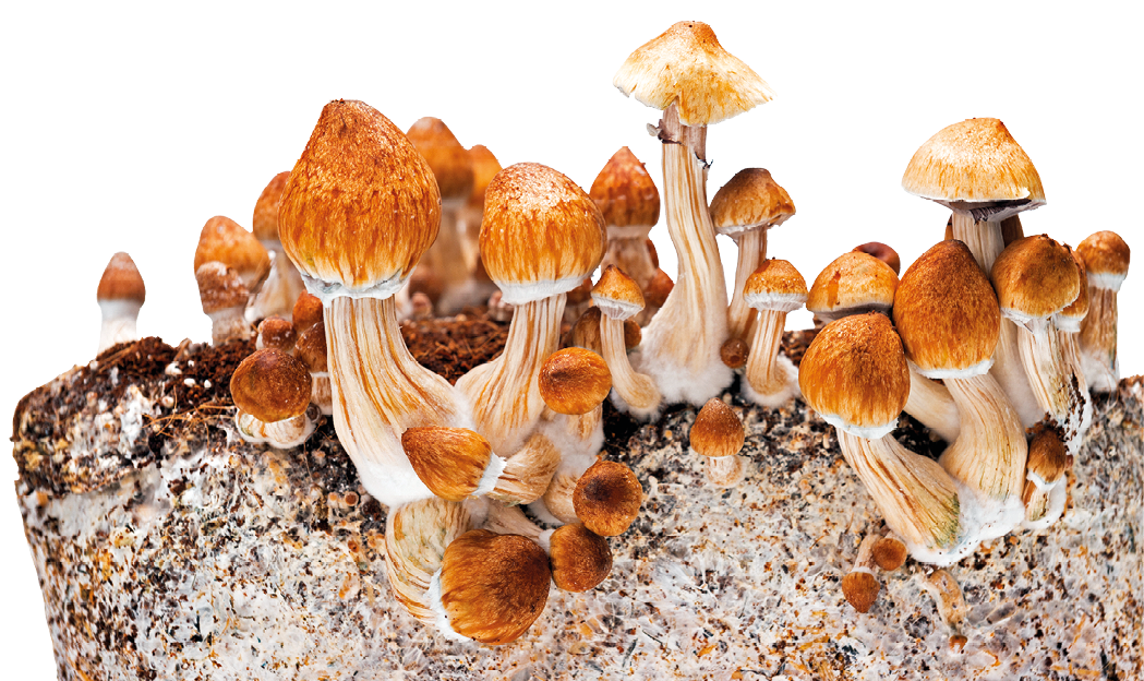 Fotografia. Uma colônia de cogumelos com a base branca e a parte de cima alaranjada.