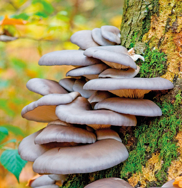 Fotografia. Colônia de cogumelos brancos presos ao tronco de uma árvore.