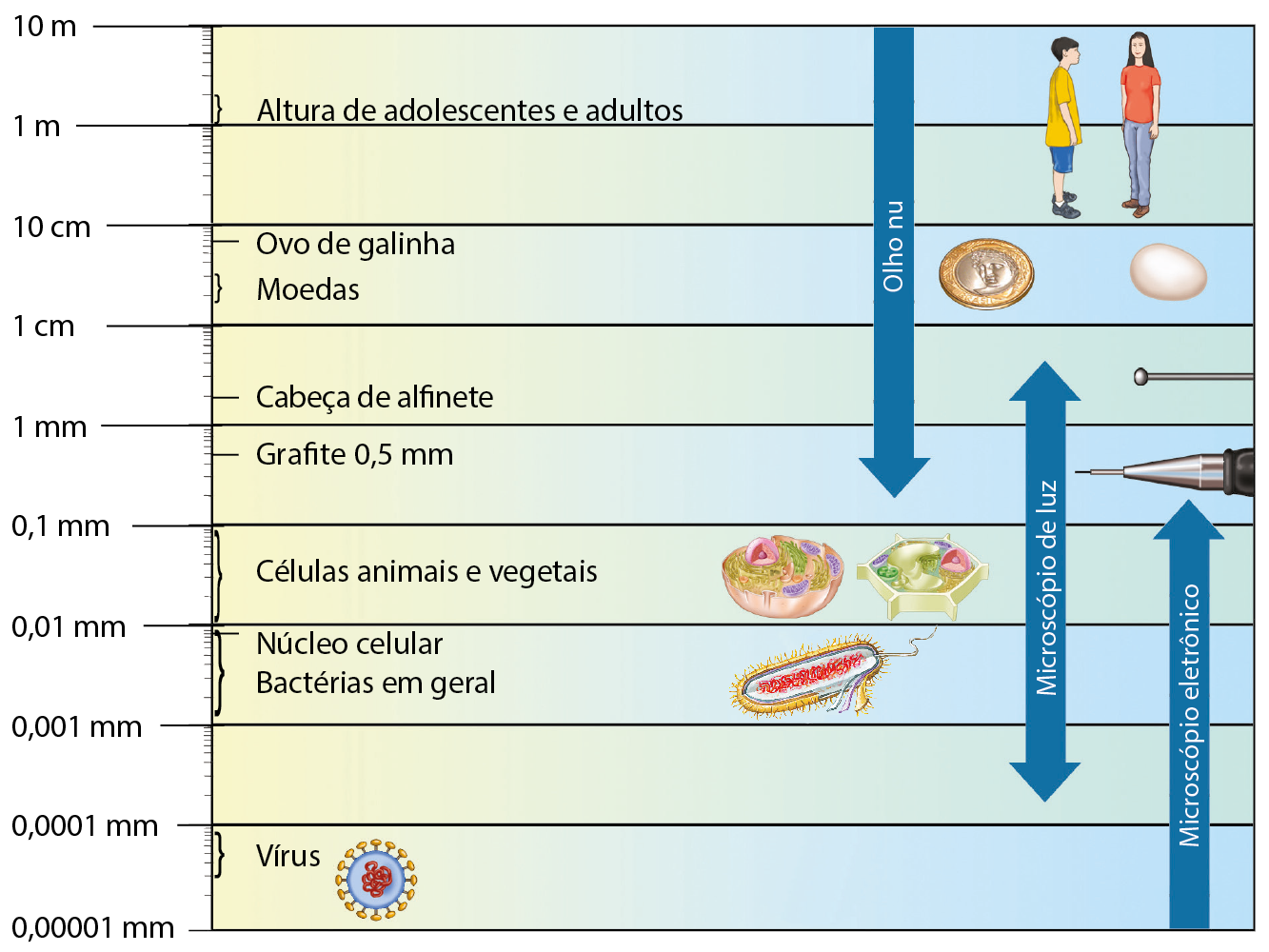 Diagrama. Lado esquerdo: escala de 0,00001 milímetro até 10 metros. Do lado direito: seta de quase 0,1 milímetro até 10 metros: olho nu. Seta de 0,0001 milímetro até 5 milímetros: microscópio de luz. Seta de 0,00001 a 0,1 milímetro: microscópio eletrônico. Indicados na escala: de 1 metro até 2 metros: altura de adolescentes e adultos. 6 centímetros: ovo de galinha. De 2 a 3 centímetros: moedas. 2 milímetros: cabeça de alfinete. Grafite 0,5 milímetros. De 0,01 a 0,1 milímetro: células animais e vegetais. De 0,001 a 0,01 milímetro: bactérias em geral. 0,009 milímetros: núcleo celular. 0,00007 milímetros até 0,0001 milímetro: vírus. Ilustrações: menino adolescente e mulher adulta, moeda e ovo, alfinete, ponta de uma lapiseira com grafite, célula animal e célula vegetal, bactéria, vírus.