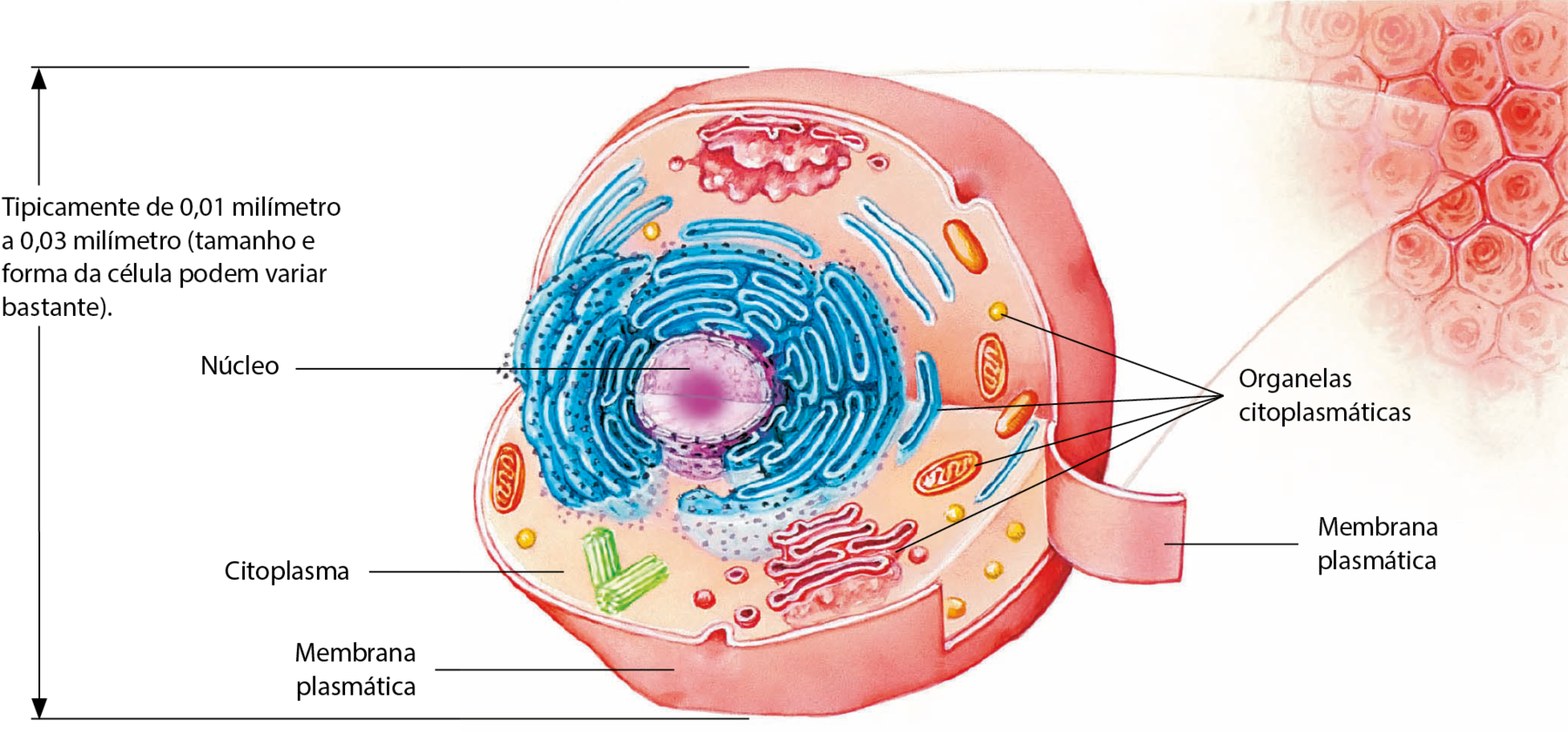 Ilustração. Canto superior direito, representação de um conjunto de células. Destaque para uma célula: esfera rosada e com uma parte cortada, mostrando suas partes internas. Texto ao lado: Tipicamente de 0,01 milímetro a 0,03 milímetro (tamanho e forma da célula podem variar bastante). Envoltório da esfera: membrana plasmática. Preenchimento homogêneo do interior: citoplasma. No centro, em corte, esfera roxa com pequenos furos: núcleo. Ao redor, organelas citoplasmáticas. Associadas ao núcleo, em azul, estruturas bastante alongadas e conectadas contendo pequenos pontos pretos na face externa e estruturas azuis bastante alongadas isoladas na parte mais periférica. Pequenas esferas amarelas. Estruturas alongadas vermelhas, algumas em corte, próximas à pequenas esferas vermelhas. Estruturas ovais laranjas, algumas em corte. Em seu interior, ranhuras.