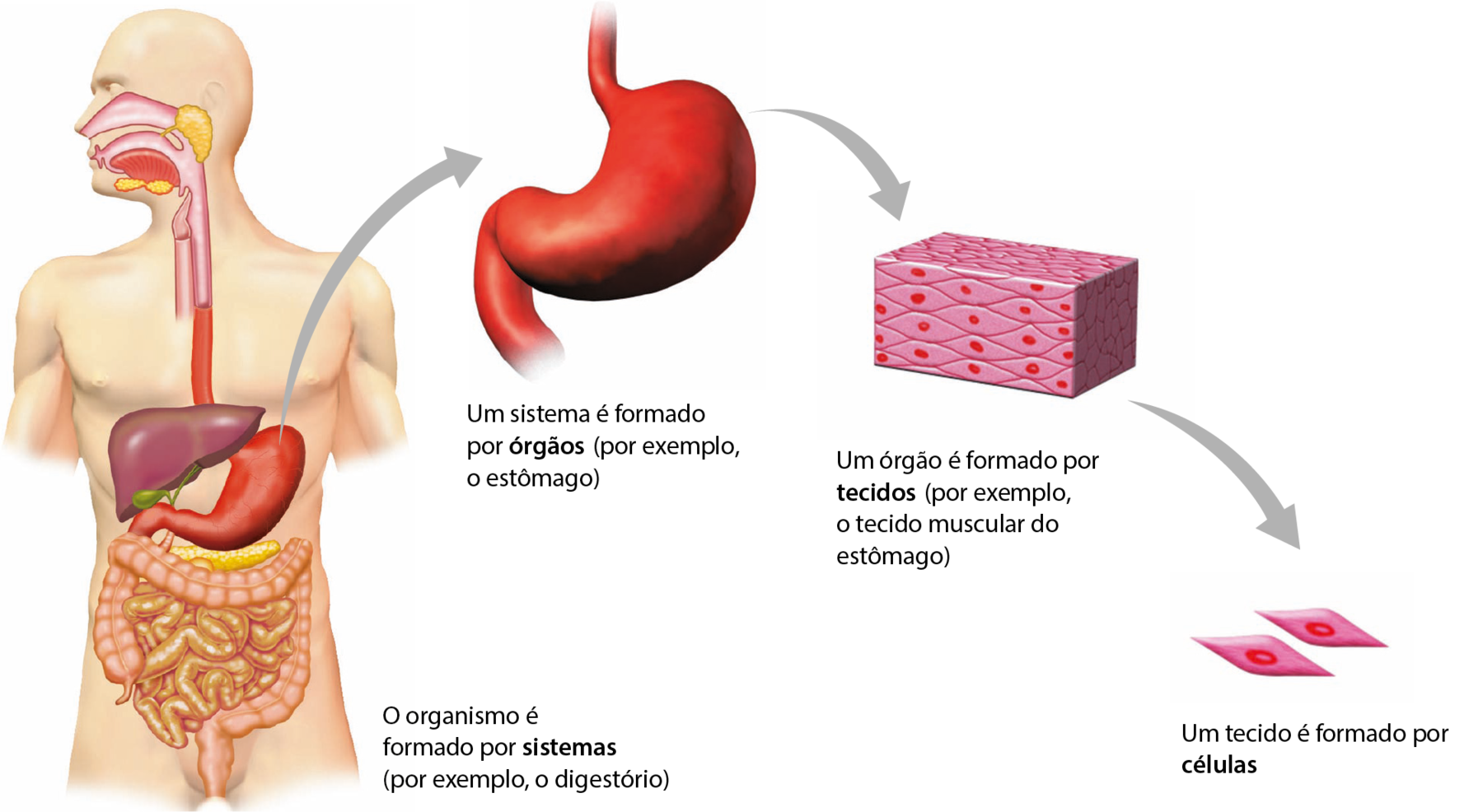 Esquema. Contorno de uma pessoa, mostrando alguns de seus órgãos. O organismo é formado por sistemas (por exemplo, o digestório). De um órgão vermelho de formato oval e abaulado sai seta para sua imagem isolada e ampliada. Um sistema é formado por órgãos (por exemplo, o estômago). Seta para uma forma retangular em perspectiva tridimensional composta por estruturas losangulares rosadas com pontos vermelhos no centro unidas. Um órgão é formado por tecidos (por exemplo, o tecido muscular do estômago). Seta para dois losangos rosa com um ponto vermelho dentro isolados. Um tecido é formado por células.