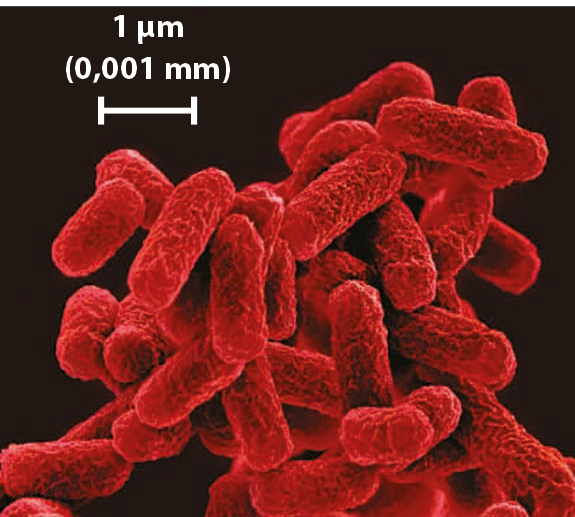 Fotografia. Microrganismos em formato de bastão coloridos em vermelho. Acima, traço branco indicando a medida 1 micrômetro, que é igual a 0,001 milímetro.