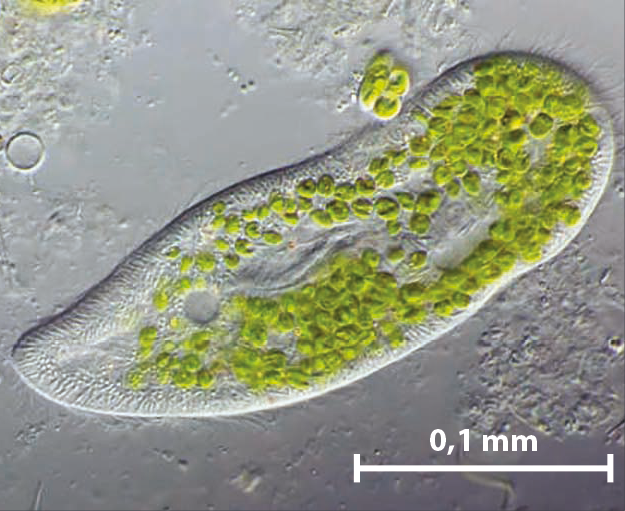Fotografia. Microrganismo de formato alongado e transparente. Em seu interior, há diversos pontos verdes de tamanhos similares. Abaixo, traço branco indicando a medida 0,1 milímetro.