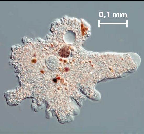 Fotografia. Microrganismo de formato irregular. Em seu interior há pontos marrons de diferentes tamanhos. Acima, traço branco indicando a medida 0,1 milímetro.