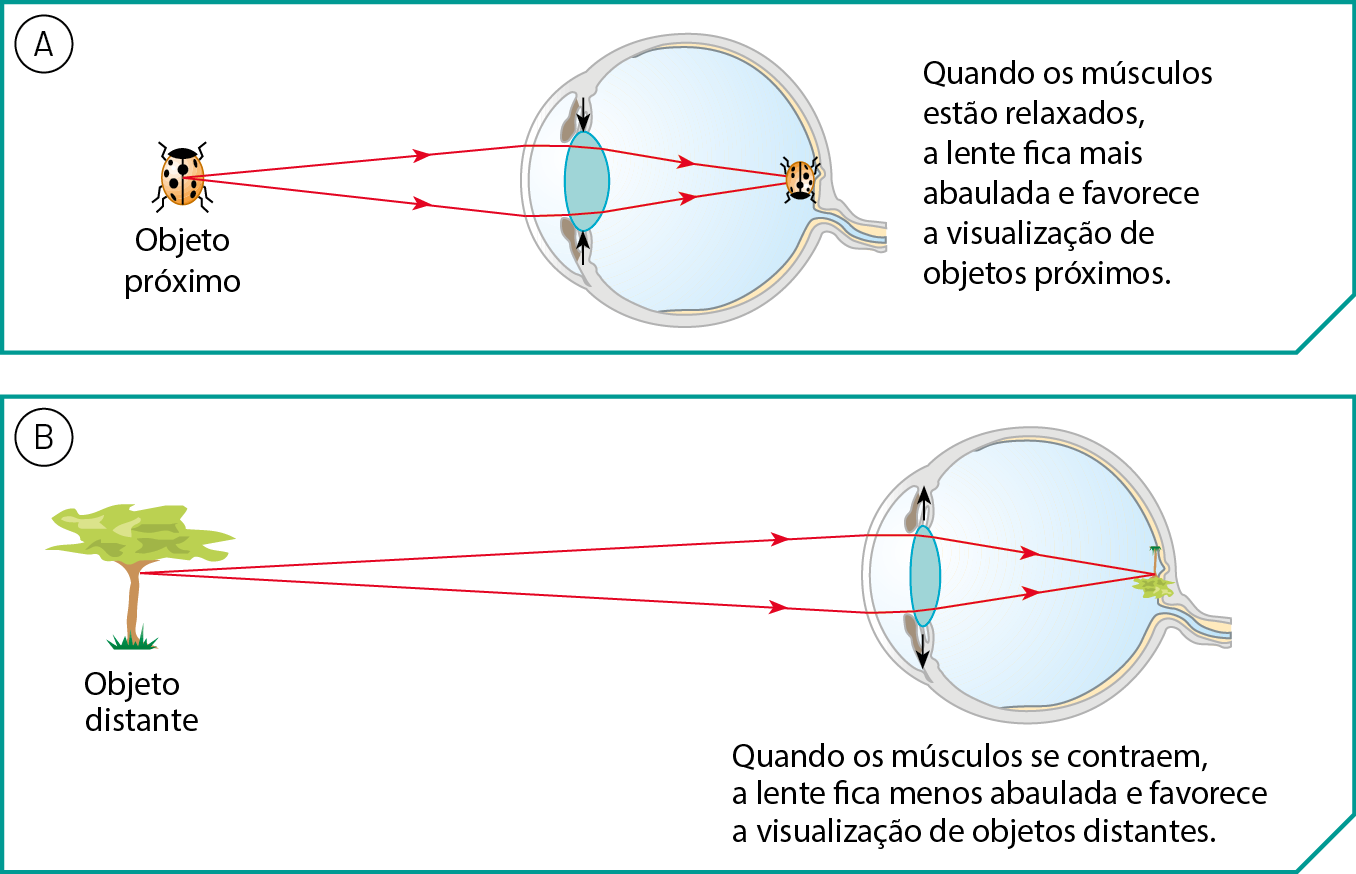 Esquema A. Do lado esquerdo, uma joaninha, objeto próximo. Dela saem duas setas até o globo ocular, as setas se unem no fundo do olho, onde tem uma joaninha menor e ao contrário. Quando os músculos estão relaxados, a lente fi­ca mais abaulada e favorece a visualização de objetos próximos.
Esquema B. Do lado esquerdo, uma árvore, objeto distante. Dela saem duas setas até o globo ocular, que se unem no fundo do olho, onde tem uma árvore menor e ao contrário. Quando os músculos se contraem, a lente ­fica menos abaulada e favorece a visualização de objetos distantes.