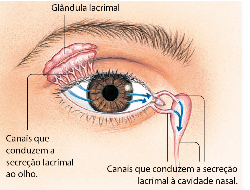 Ilustração. Região do rosto de uma pessoa em que está o olho, mostrando partes internas. Na parte superior do olho do lado mais externo, glândula lacrimal, ligada ao olho por canais que conduzem a secreção lacrimal até ele. Setas saem desses canais, atravessam o olho até a outra extremidade e, em seguida, descem por canais que conduzem a secreção lacrimal à cavidade nasal.
