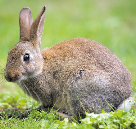 Fotografia. Um coelho com pelo marrom em um gramado visto de perfil.