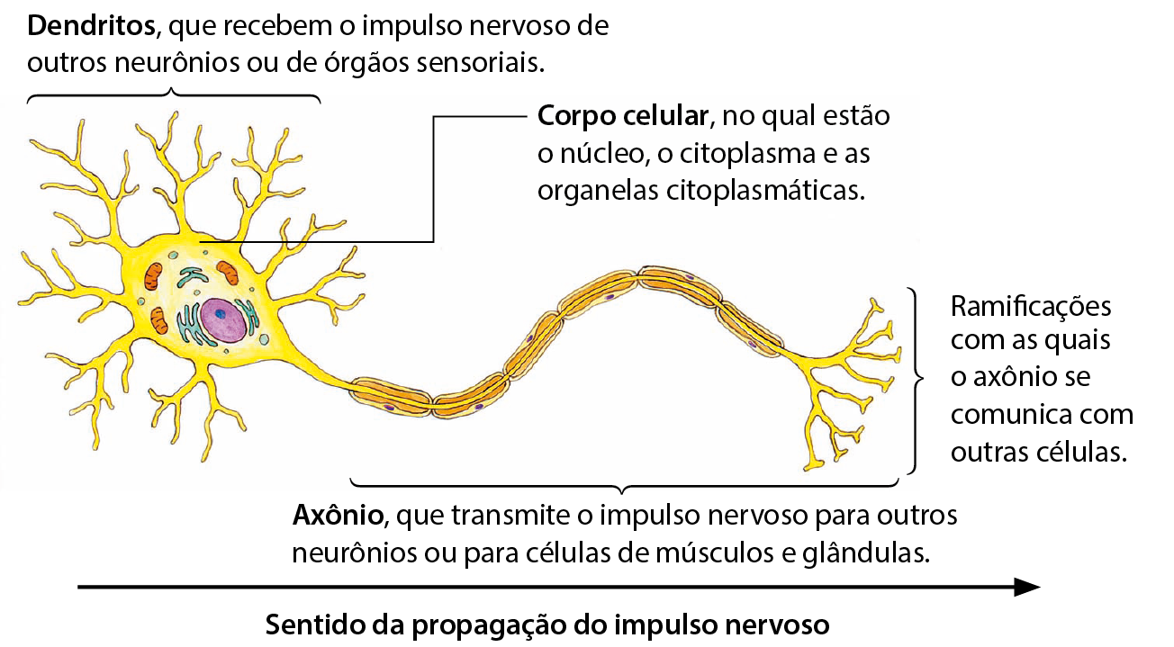 Ilustração. Um neurônio em amarelo. Abaixo, seta da esquerda para a direita: sentido de propagação do impulso nervoso. Na extremidade esquerda do neurônio, forma arredondada com ramificações ao redor. Em seu interior, estrutura arredondada em roxo, ovais em laranja e alongadas em azul. Linha de chamada do centro: Corpo celular, no qual estão o núcleo, o citoplasma e as organelas citoplasmáticas. Das ramificações: Dendritos, que recebem o impulso nervoso de outros neurônios ou de órgãos sensoriais. Na extremidade direita, estrutura alongada recoberta por uma camada segmentada com ramificações na ponta. Da estrutura alongada: Axônio, que transmite o impulso nervoso para outros neurônios ou para células de músculos e glândulas. Da ponta: Rami­ficações com as quais o axônio se comunica com outras células.