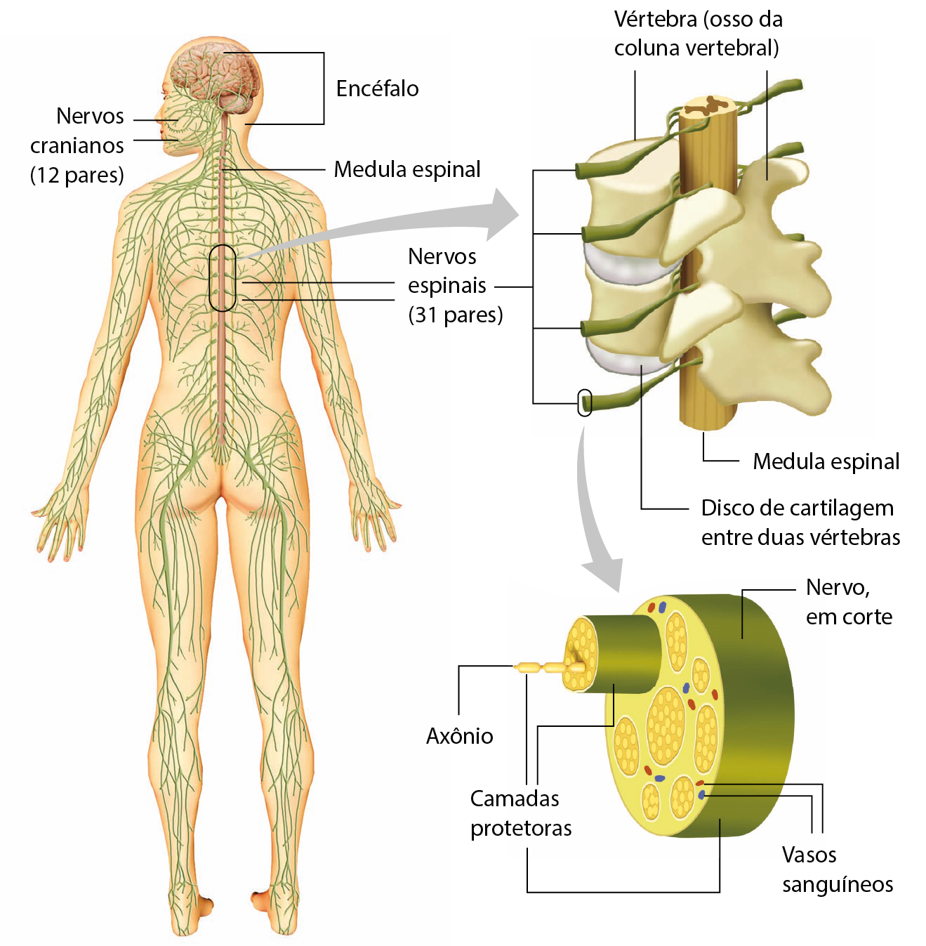 Ilustração. Uma pessoa de costas, de pé, e com os braços esticados e um pouco afastados do corpo. Os nervos estão ilustrados por todo o corpo. Na cabeça: encéfalo e nervos cranianos (12 pares). No pescoço: medula espinhal. Na coluna: nervos espinais (31 pares). Seta para detalhe de um trecho da coluna desenhado lateralmente: vértebra, osso da coluna vertebral. No centro, medula espinal. Entre as vértebras, disco de cartilagem entre duas vértebras. Saindo da medula, estruturas alongadas em verde. Da estrutura verde: seta para um nervo em corte, uma forma cilíndrica verde com conjuntos de círculos amarelos dentro e pequenas estruturas arredondadas azuis e vermelhas entre eles. As formas azuis e vermelhas são os vasos sanguíneos, as formas amarelas são os axônios e as capas verde ao redor do conjunto de axônios e do nervo é a camada protetora.