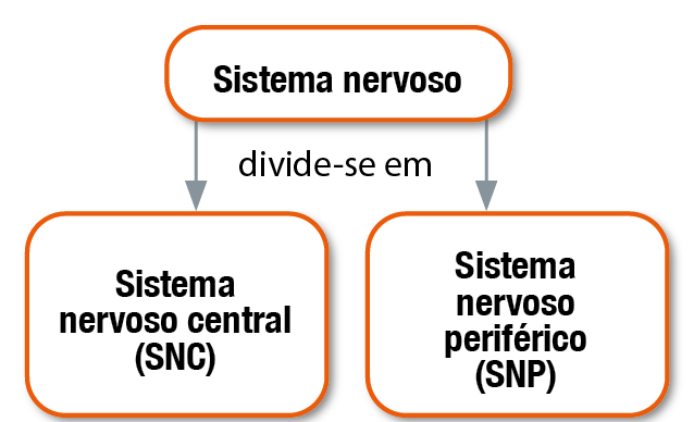 Diagrama. Sistema nervoso divide-se em: Sistema nervoso central (SNC) e sistema nervoso periférico (SNP).