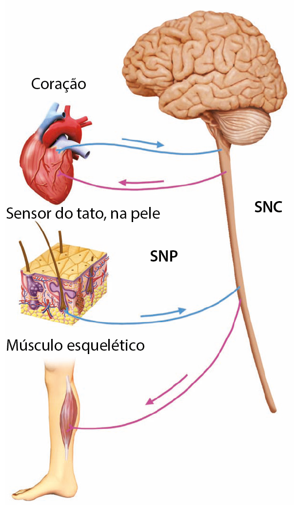 Ilustração. Do lado direito, sigla SNC e uma estrutura composta de três partes (uma grande ovalada e cheia de dobras, uma alongada saindo dela e uma oval estriada e pequena atrás desta). Do lado esquerdo três desenhos. Um coração ligado à parte alongada do SNC por fio e seta para a direita azul e fio e seta para a esquerda lilás. Sensor do tato, na pele, ligado à parte alongada do SNC por fio e seta para a direita azuis. Músculo esquelético, da panturrilha, ligado à parte alongada do SNC por fio e seta para a esquerda lilás. Entre os fios, sigla SNP.