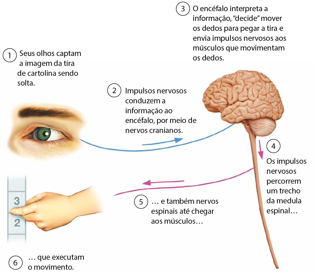 Esquema. Ilustração da região do rosto em que fica o olho. 1: Seus olhos captam a imagem da tira de cartolina sendo solta. Sai uma linha com uma seta em azul até a parte superior da ilustração do SNC. 2: Impulsos nervosos conduzem a informação ao encéfalo, por meio de nervos cranianos. 3: O encéfalo interpreta a informação, decide, entre aspas, mover os dedos para pegar a tira e envia impulsos nervosos aos músculos que movimentam os dedos. Da ilustração do SNC, próximo ao início da parte alongada, seta lilás para baixo. 4: Os impulsos nervosos percorrem um trecho da medula espinal (reticências). Da estrutura alongada do SNC sai fio com seta lilás. 5: (reticências) e também nervos espinais até chegar aos músculos (reticências). Ilustração da mão de uma pessoa segurando a tira de cartolina azul. 6: (reticências) que executam o movimento.