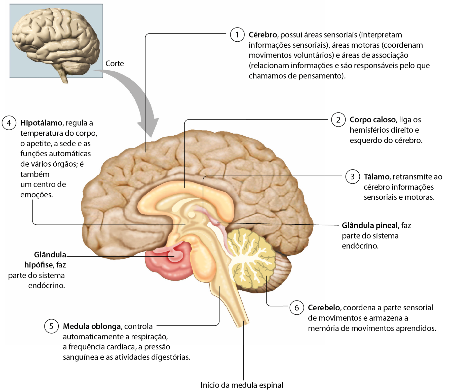 Esquema. Ilustração de um encéfalo. Seta para a direita, com corte mostrando sua estrutura interna de perfil e com linhas de chamada para seus componentes. 1: Cérebro (em marrom), possui áreas sensoriais (interpretam informações sensoriais), áreas motoras (coordenam movimentos voluntários) e áreas de associação (relacionam informações e são responsáveis pelo que chamamos de pensamento). 2: Corpo caloso (em laranja), liga os hemisférios direito e esquerdo do cérebro. 3: Tálamo (em bege), retransmite ao cérebro informações sensoriais e motoras. 4: Hipotálamo, regula a temperatura do corpo, o apetite, a sede e as funções automáticas de vários órgãos; é também um centro de emoções. 5: Medula oblonga (em bege), controla automaticamente a respiração, a frequência cardíaca, a pressão sanguínea e as atividades digestórias. Na parte inferior, início da medula espinal (em bege). 6: Cerebelo (em verde), coordena a parte sensorial de movimentos e armazena a memória de movimentos aprendidos. No centro: glândula pineal (em lilás), faz parte do sistema endócrino. Abaixo do cérebro em frente à porção inferior do corpo caloso: glândula hipófise (em rosa), faz parte do sistema endócrino.