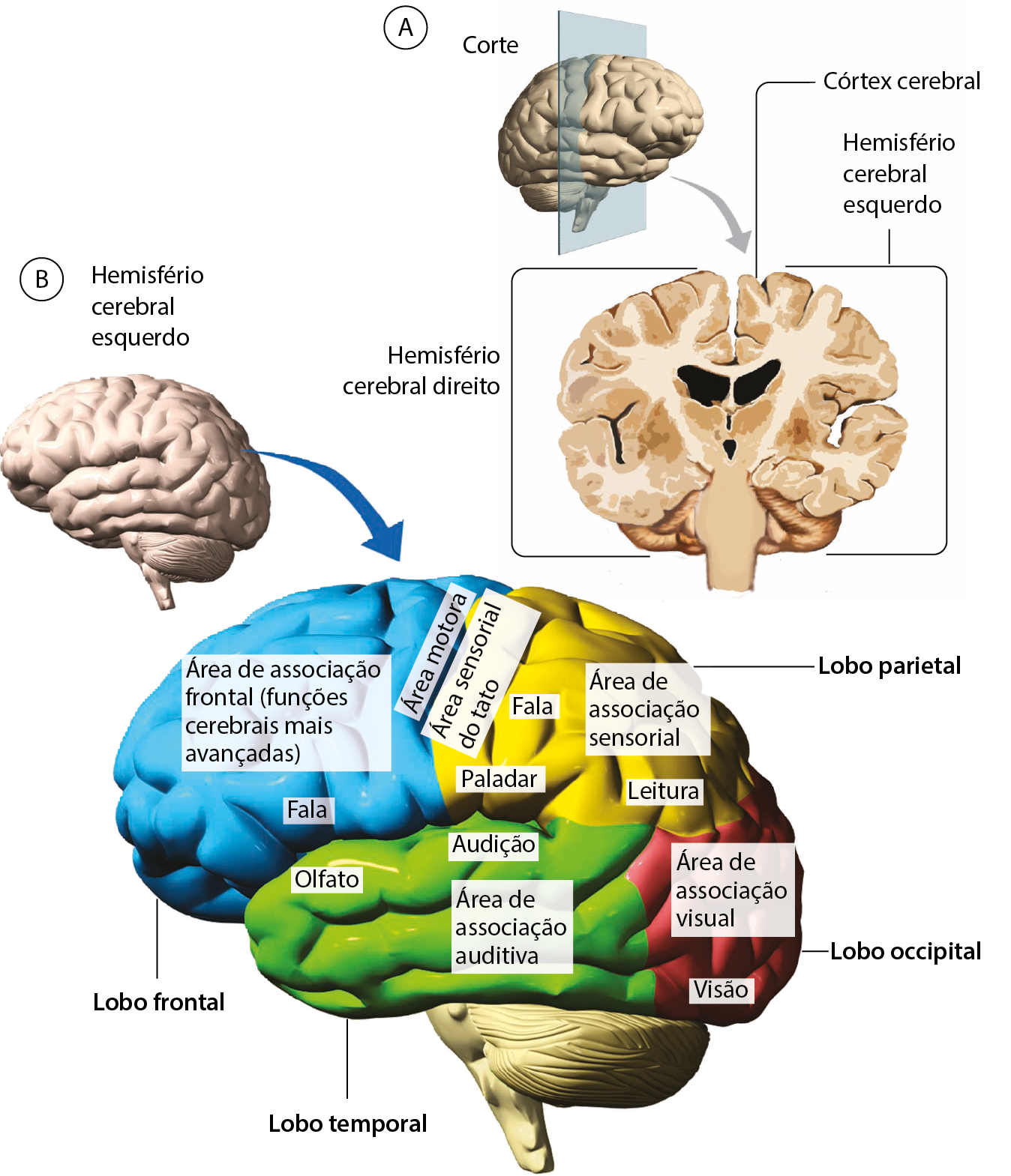 Esquema. A: imagem lateral do encéfalo com uma placa vertical transparente no meio indicando o plano de corte. Para a direita, corte do encéfalo. De um lado, linha de chamada para hemisfério cerebral direito e do outro lado hemisfério cerebral esquerdo. Da superfície, córtex cerebral. B: imagem lateral do encéfalo mostrando o hemisfério cerebral esquerdo. Seta para um cérebro colorido com áreas nomeadas. Parte superior, na frente, lobo frontal: área de associação frontal (funções cerebrais mais avançadas), que corresponde a maior parte da estrutura, fala (porção inferior do lobo frontal), área motora (porção lateral direita do lobo frontal). Atrás, lobo parietal: área sensorial do tato (porção lateral esquerda), paladar (porção inferior esquerda) fala (na região central do lobo parietal), área de associação sensorial (porção superior esquerda), leitura (porção inferior esquerda). Parte inferior, na frente, lobo temporal: olfato (porção superior esquerda), audição (porção superior direita) e área de associação auditiva, que corresponde a maior parte da estrutura. Atrás, lobo occipital: visão (porção inferior) e área de associação visual, que corresponde a maior pate da estrutura.