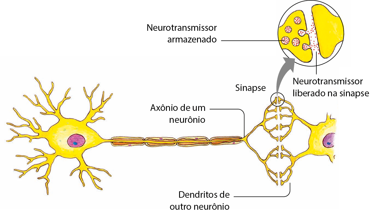 Ilustração. Dois neurônios em sequência. O segundo está parcialmente representado. Na zona de interação entre as ramificações do axônio do primeiro neurônio e os dendritos do segundo neurônio, destaque para a sinapse. Seta mostrando ampliação. Na ramificação do axônio, em amarelo, há estruturas circulares de fundo branco contendo vários pontos vermelhos, neurotransmissores armazenados. Na extremidade da ramificação, as estruturas circulares estão abertas liberando os neurotransmissores na sinapse. Alguns estão em contato com o dendrito do neurônio seguinte.