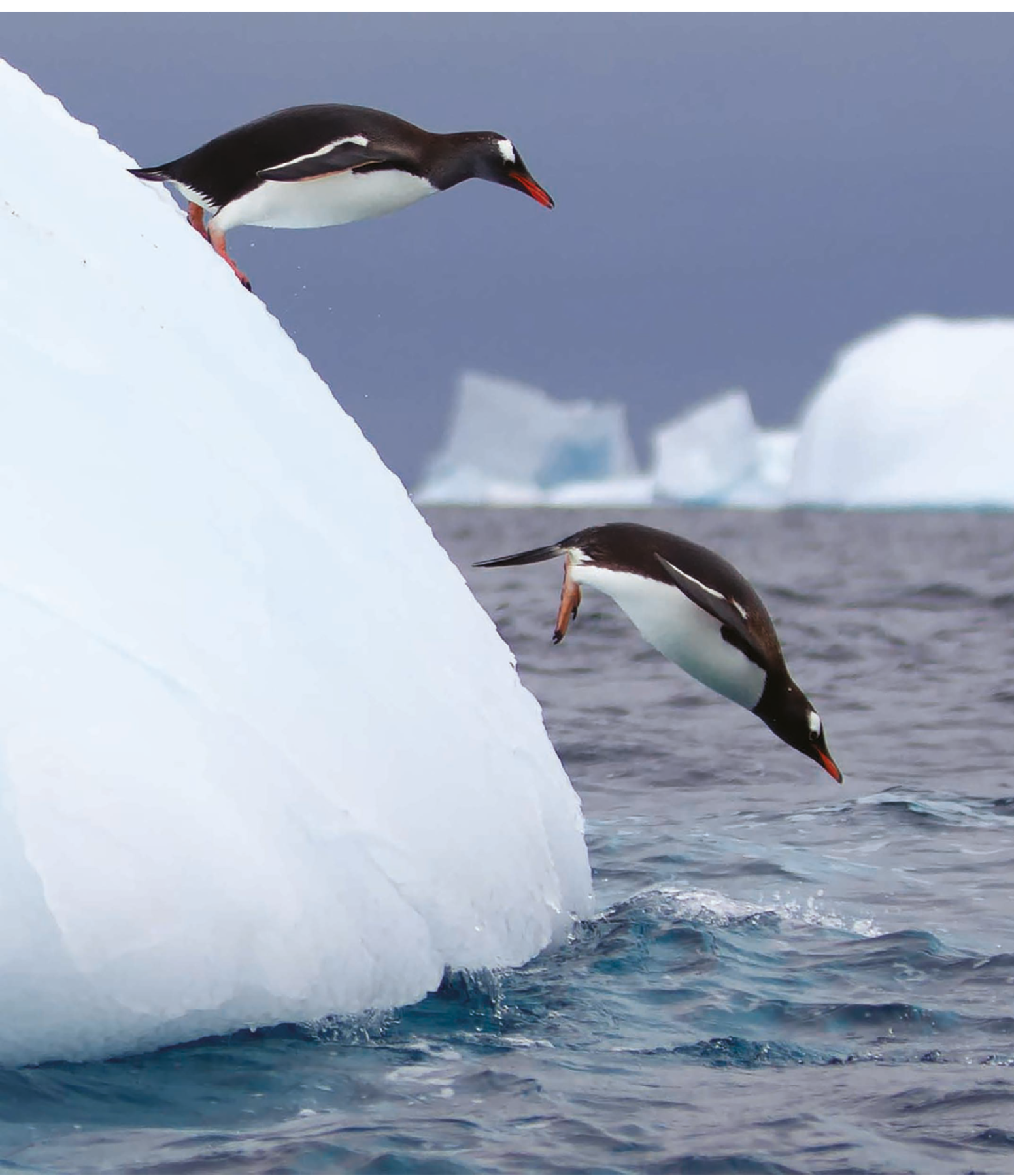 Fotografia. Um pinguim em cima de um bloco de gelo arredondado que está no mar. Na frente dele, um pinguim saltando em direção à água.