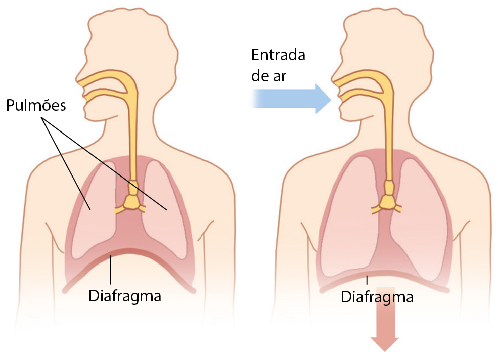 Ilustração. Contorno de uma pessoa de perfil com os pulmões ilustrados. Na base dos pulmões: diafragma. Ele está bastante encurvado. Dos pulmões saem estruturas tubulares amarelas até o nariz e a boca. Ilustração. Contorno de uma pessoa de perfil com os pulmões ilustrados. Na base dos pulmões: diafragma. Ele está menos curvado e o tamanho dos pulmões está maior. Dos pulmões saem estruturas tubulares amarelas até o nariz e a boca. Há uma seta apontando para a boca da pessoa: entrada de ar.