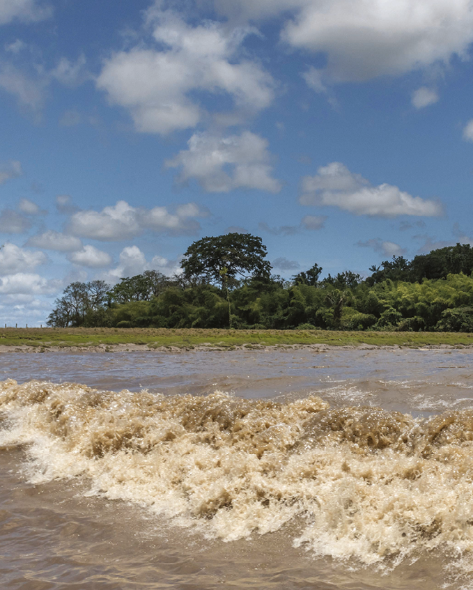 Fotografia. Uma onda em um rio com água marrom. Nas margens, vegetação rasteira e árvores.