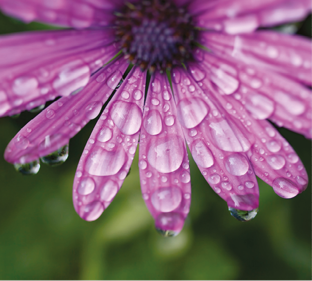 Fotografia. Destaque para uma flor roxa com gotículas de líquido incolor na superfície.