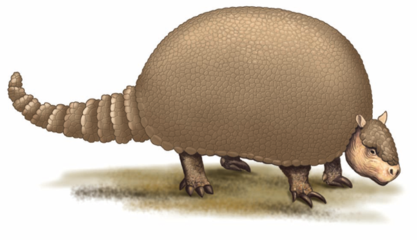 Ilustração. Animal de 4 pernas pequenas, uma cabeça pequena, corpo coberto por uma carapaça oval e um rabo segmentado.