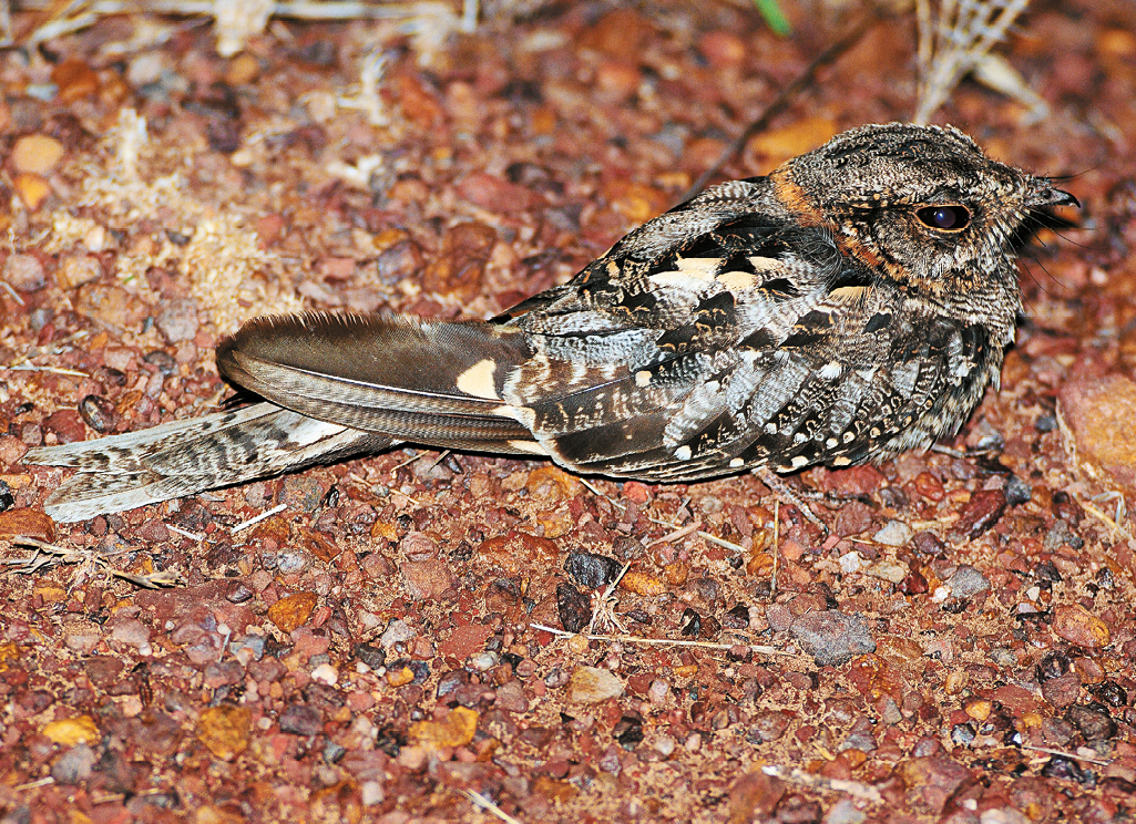 Fotografia. Pequena ave com penas acinzentadas em um chão pedregoso.