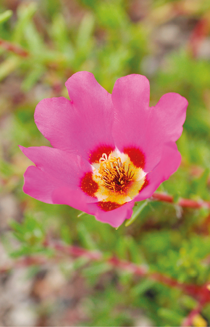 Fotografia. Destaque para uma flor rosa com uma estrutura amarela e laranja no centro das pétalas.