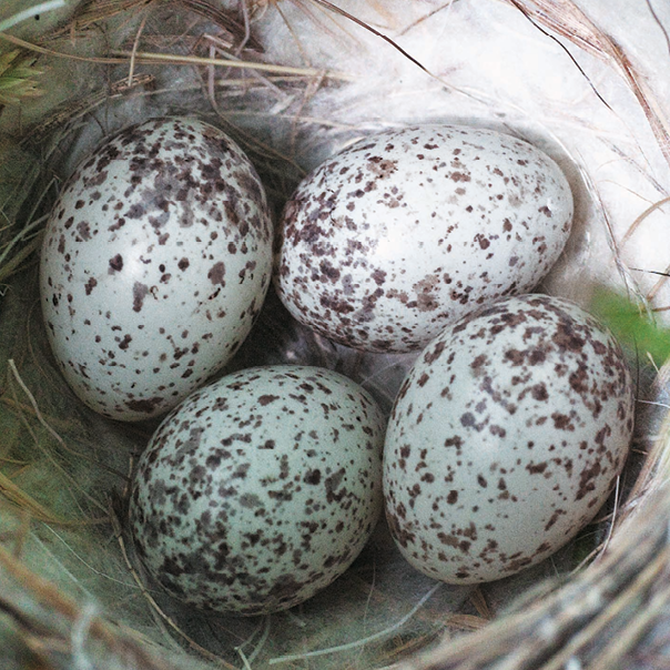 Fotografia. Um ninho com quatro ovos. Os ovos são brancos com pequenas manchas marrons.