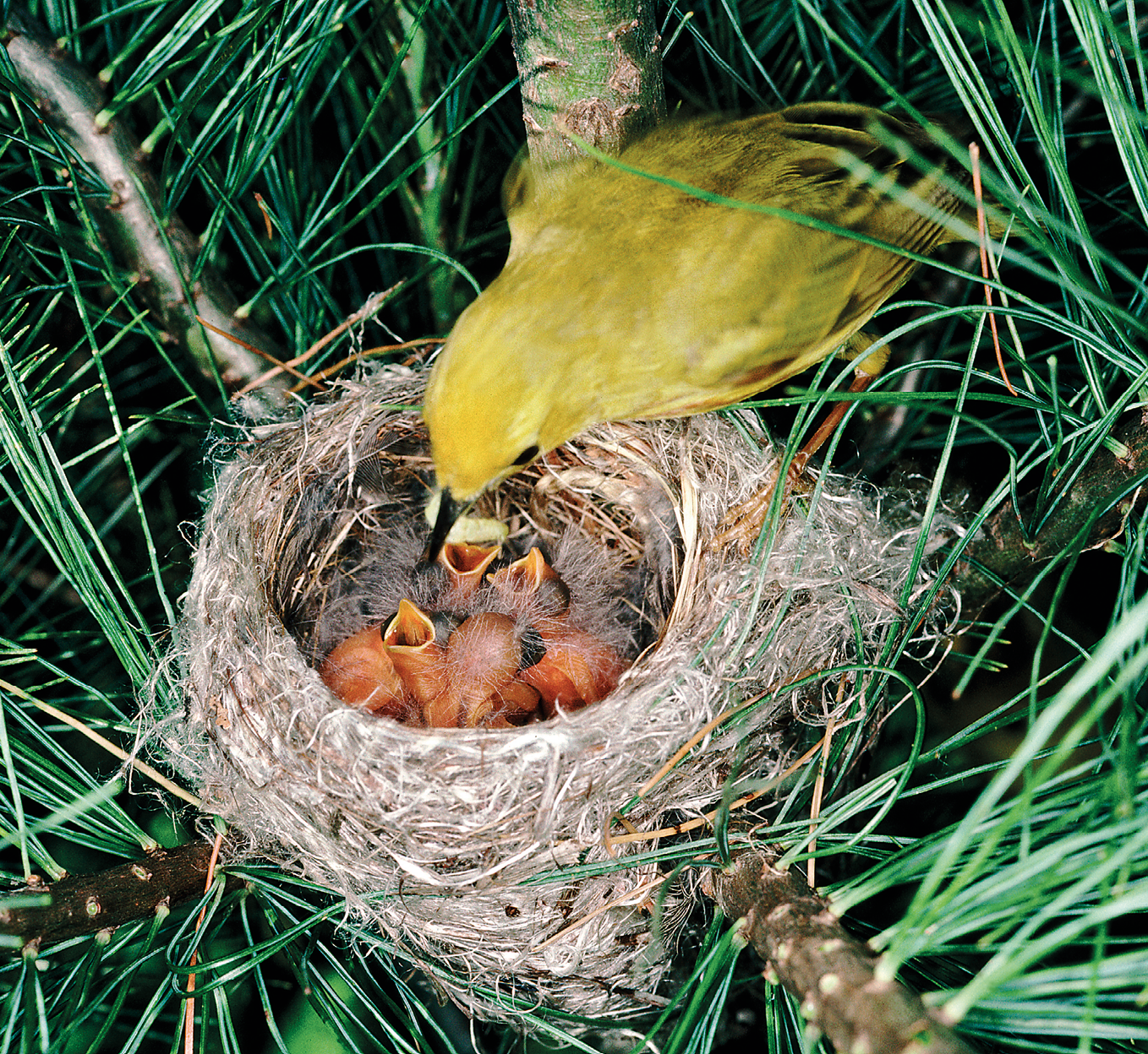 Fotografia. Um pássaro amarelo segurando uma larva com o bico e empoleirado em um ninho que está no galho de uma árvore. Dentro do ninho há vários filhotes de pássaro com os bicos abertos para cima.
