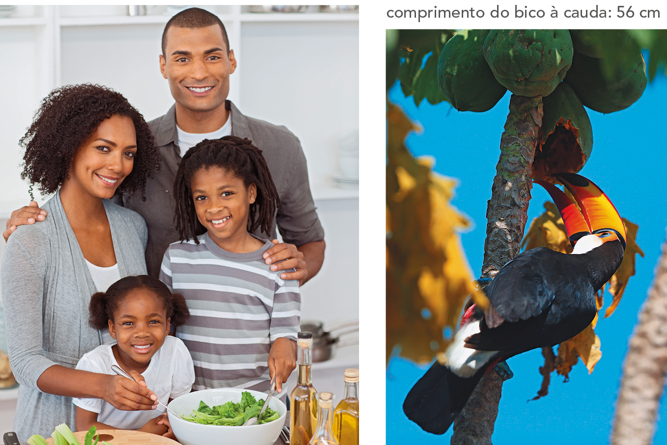 Fotografia. Quatro pessoas negras na frente de uma mesa com vidros de azeite e uma cumbuca com saladas. Todos estão sorrindo. Atrás, homem alto de cabelo raspado veste camiseta branca e camisa cinza por cima, está com os braços ao redor da mulher e da menina mais velha. A mulher tem o cabelo castanho cacheado na altura dos ombros e veste camiseta branca com casaco cinza. Ela segura um garfo na salada. A menina mais velha tem o cabelo com tranças e veste uma camiseta listrada cinza e branca. Na frente, menina mais nova, com o cabelo preso em maria-chiquinha e camiseta branca. Ao lado fotografia. Um tucano, ave com penas pretas e o bico grande em tons de amarelo e laranja. Ele está apoiado no tronco de uma árvore e come uma fruta. Comprimento do bico à cauda: 56 centímetros.