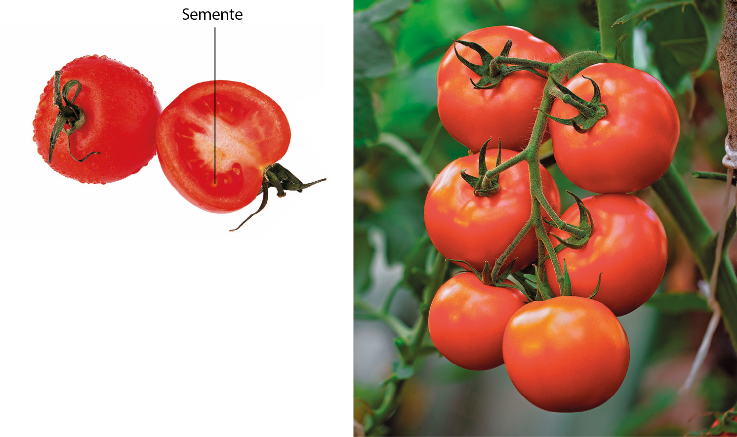 Fotografia. Um tomate inteiro ao lado de um tomate cortado na metade. De dentro do tomate cortado, chamada para: semente. Fotografia. Um galho com seis tomates.