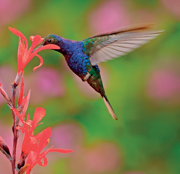 Fotografia. Um pássaro pequeno azul batendo as asas parado no ar, com o bico em uma flor rosa.