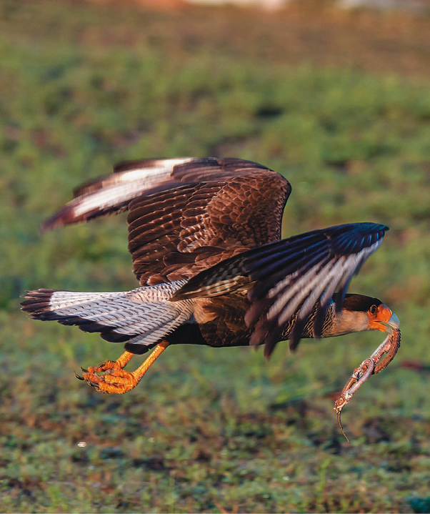 Fotografia. Ave grande com penas pretas, brancas e marrons. Ela voa sobre uma área gramada levando uma cobra no bico.