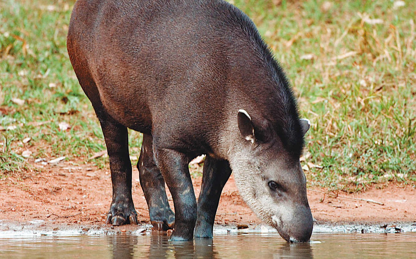 Fotografia. Animal de cor marrom, orelhas pequenas e focinho alongado, na margem de um rio bebendo água.