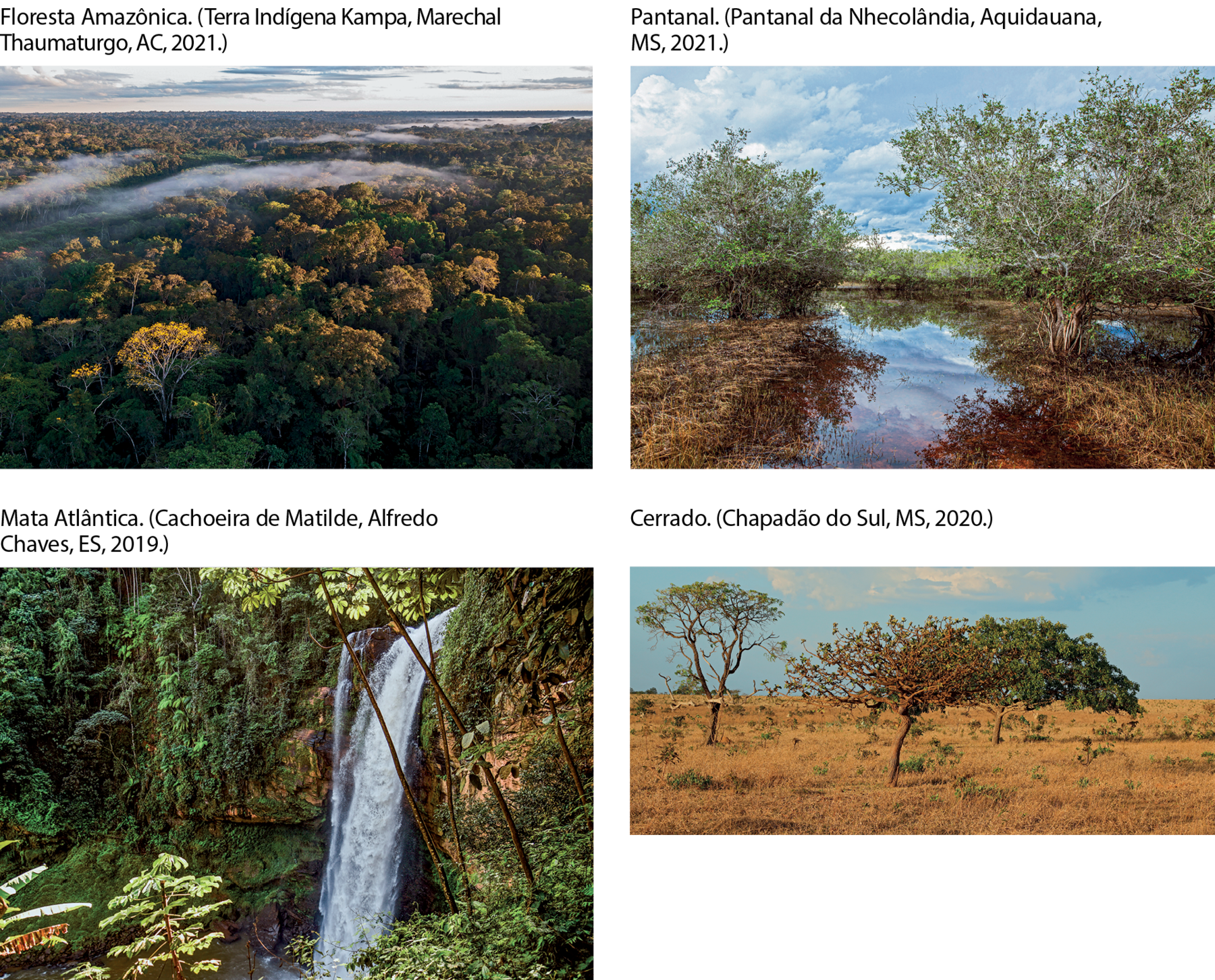 Fotografia. Imagem aérea de uma floresta bem densa, com árvores de copa espessa, e uma nuvem baixa próximo a elas. Floresta Amazônica. (Terra Indígena Kampa, Marechal Thaumaturgo, AC, 2021.) Fotografia. Árvores baixas no meio de uma área coberta por água. Pantanal. (Pantanal da Nhecolândia, Aquidauana, MS, 2021.) Fotografia. Queda-d’água no meio de uma floresta com diversos tipos de vegetação. Mata Atlântica. (Cachoeira de Matilde, Alfredo Chaves, ES, 2019.) Fotografia. Uma área com vegetação seca e rasteira, algumas árvores baixas espaçadas. Cerrado. (Chapadão do Sul, MS, 2020.)