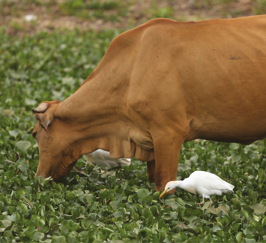 Fotografia. Um boi marrom e uma ave branca de pernas altas e bico comprido, ambos inclinados na direção da vegetação rasteira.