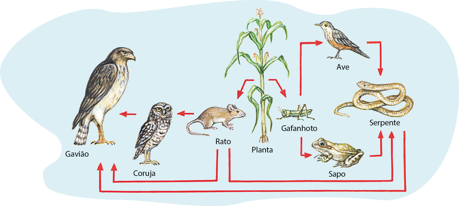 Fluxograma com ilustrações. No centro, uma planta. Dela saem duas setas, uma para um rato, outra para um gafanhoto. Do rato, setas para: coruja, gavião e serpente. Da coruja, seta para: gavião. Do gafanhoto, setas para: ave e sapo. Da ave, seta para: serpente. Do sapo, seta para: serpente. Da serpente, seta para: gavião.