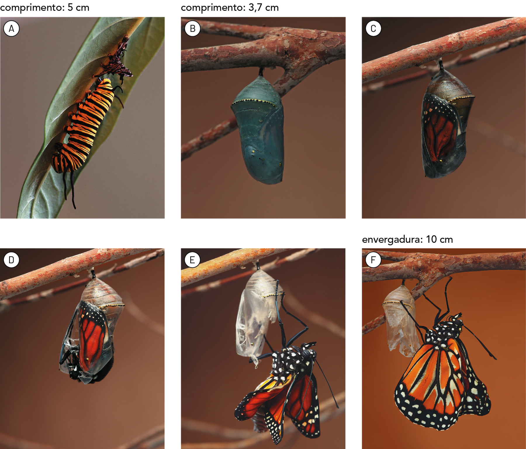 Fotografia A. Uma lagarta preta e laranja listrada em cima de uma folha. Comprimento: 5 centímetros. Fotografia B. Um casulo verde pendurado em um galho de árvore. Comprimento: 3,7 centímetros. Fotografia C. Um casulo pendurado em um galho de árvore. Dentro do casulo é possível ver um pedaço de asa de borboleta, laranja e preta. Fotografia D. Uma borboleta com asa laranja e preta com pontinhos brancos saindo de um casulo que está pendurado em um galho. Fotografia E. Uma borboleta de asas laranja e preta com pontinhos brancos no exterior de um casulo vazio, pendurado em um galho. Fotografia F. Uma borboleta com asas abertas, laranja e preta com pontinhos brancos, fora do casulo vazio em direção ao galho. Envergadura: 10 centímetros.