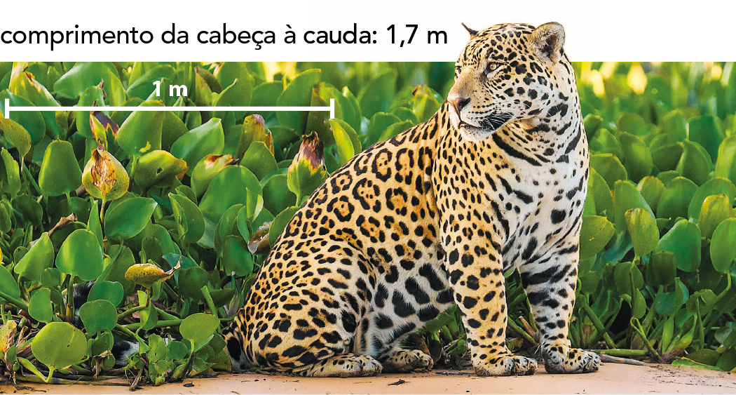 Fotografia. Animal de pelagem branca com manchas pretas e amarelas, sentada na frente de uma vegetação densa e baixa. Comprimento da cabeça à cauda: 1,7 metro. No canto superior esquerdo da fotografia, uma barra de escala indica: 1 metro.