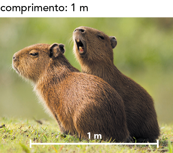 Fotografia. Dois animais de pelagem marrom, orelhas pequenas e focinho alongando sentados na grama. Um deles está com a boca aberta, mostrando dois pares de dentes pontiagudos. Comprimento: 1 metro. No parte inferior da fotografia, uma barra de escala indica: 1 metro.