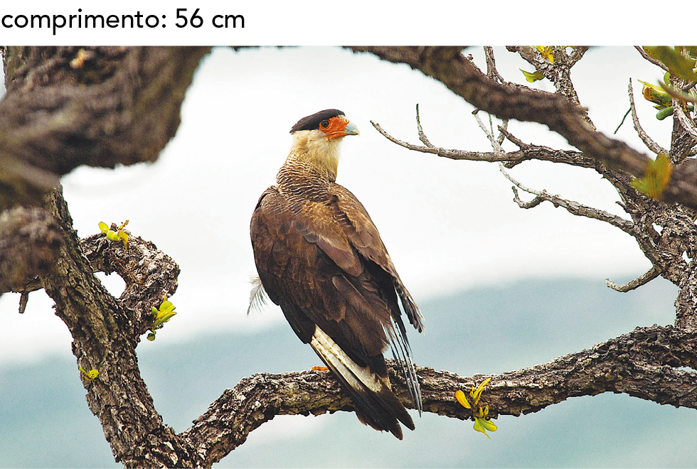 Fotografia. Uma ave de penas marrons, que vão clareando na direção do pescoço, cabeça com penas pretas, região laranja próximo ao pequeno bico. Está empoleirada no galho de uma árvore. Comprimento: 56 centímetros.