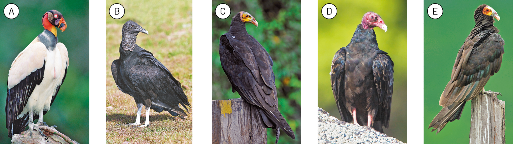 Fotografia A. Ave com penas brancas, asas com pontas pretas e pescoço cinza, laranja e amarelo. Fotografia B. Uma ave com penas pretas em pé em gramado. Fotografia C. Uma ave com penas pretas e a cabeça amarela, apoiada em tronco cortado. Fotografia D. Uma ave com penas pretas e a cabeça vermelha, em pé no solo. Fotografia E. Uma ave com penas pretas e marrons e a cabeça amarela, apoiada em tronco cortado.