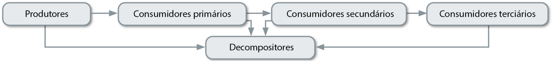 Esquema. Produtores; seta para: Consumidores primários; seta para: Consumidores secundários; seta para: Consumidores terciários. De cada um, seta para: decompositores.