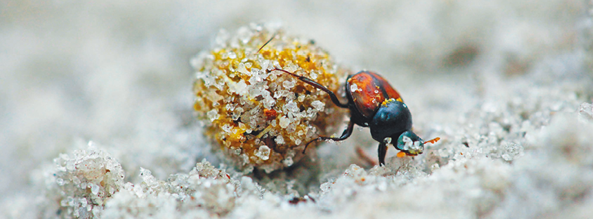 Fotografia. Um inseto pequeno preto e vermelho apoiado em uma bolinha amarela recoberta por areia.