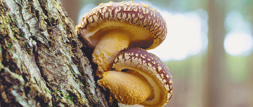 Fotografia. Dois cogumelos amarelos e marrons presos ao tronco de uma árvore.