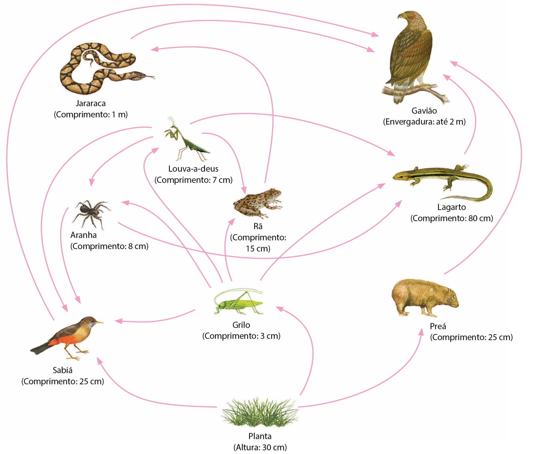 Esquema. Ilustrações de seres vivos com informações sobre seu tamanho e setas. Planta (altura: 30 centímetros); setas para: sabiá, grilo e preá. Sabiá (comprimento: 25 centímetros); setas para: gavião. Grilo (comprimento: 3 centímetros); setas para: aranha, sabiá, louva-a-deus, rã e lagarto. Preá (comprimento: 25 centímetros); seta para: gavião. Aranha (comprimento: 8 centímetros); setas para: lagarto e sabiá. Rã (comprimento: 15 centímetros); seta para: jararaca. Lagarto (comprimento: 80 centímetros); seta para: gavião. Louva-a-deus (comprimento: 7 centímetros); setas para: sabiá, aranha, rã e lagarto. Jararaca (comprimento: 1 metro); seta para: gavião. Gavião (envergadura: até 2 metros).