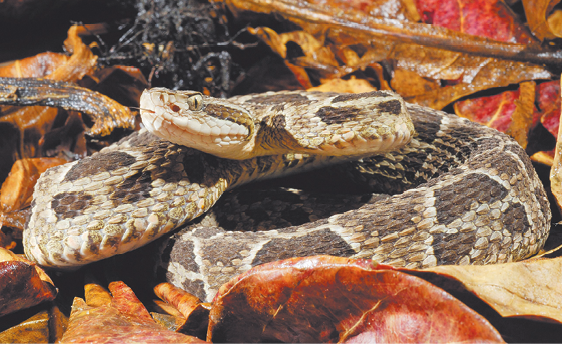 Fotografia. Serpente rajada em cinza enrolada sobre si.